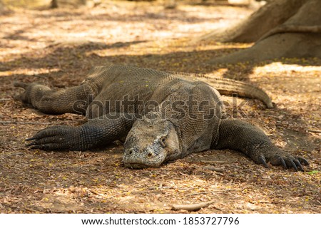 Komodo dragon facing camera lying down in shade