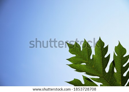 Low angle view of papaya leave in plant-Organic nature and blue sky clear space background or wallpaper concept. 
