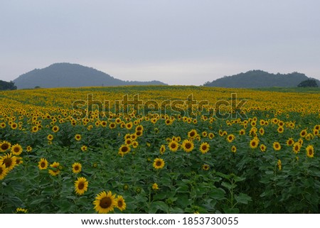 The sunflowers bloom very beautifully in the rainy season and winter at Thailand - the sunflowers bloom on the hill.