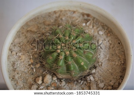 Cactus photo on the pot   