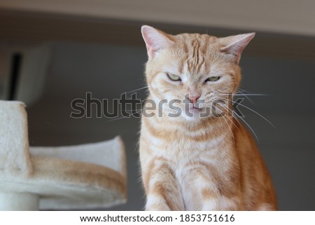 American shorthair of a fearless smiling cat.