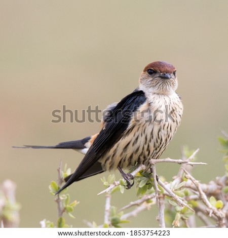 Addo Elephant National Park South Africa: Greater Striped Swallow