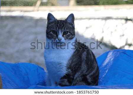 Photography of cute and beautiful street cat 