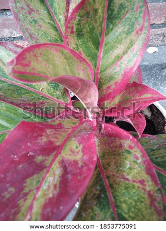 a plant that has a beautiful leaf color