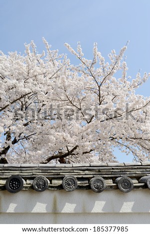 springtime cherry tree against the clear blue sky