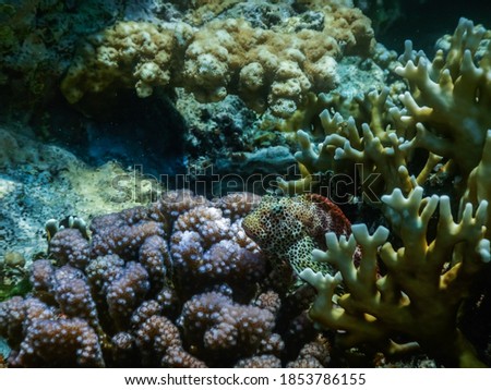leopard blenny fish between corals in the red sea while diving