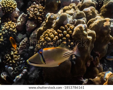 picasso triggerfish at corals in the red sea large view while diving