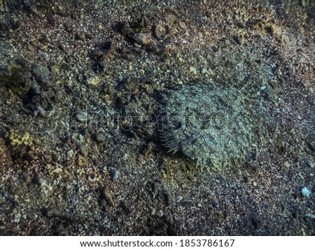 panther flounder in the sand from the seabed while diving in egypt