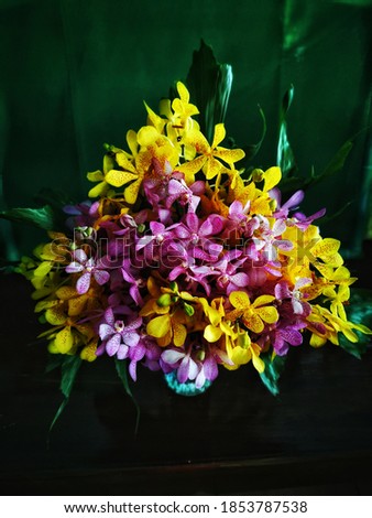 Thai​ orchids​ flowers​ are​ beautifull​ picture​ background.​