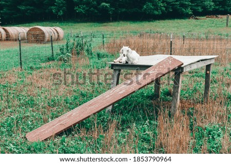 Goat laying on a table at the farm.  Outdoor picture.