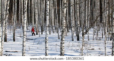 photographer in a bright red jacket takes winter landscape in a birch forest on a sunny day