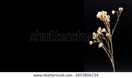 Close up photograph of a dry wild plant in autumn on black background, Photo with space for advertising, blank space for your promotional text or advertising content, horizontal photo,