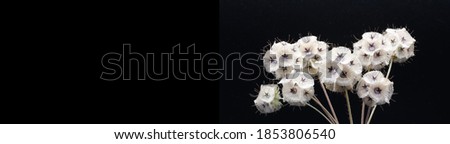 the Star Flower Pincushion plant (Lomelosia micrantha),  Close up photograph of a dry wild plant in autumn on black background, Photo with space for advertising, blank space for your promotional text 