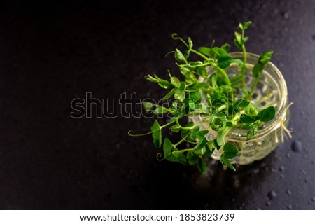 green young sprouts of green peas on a dark background