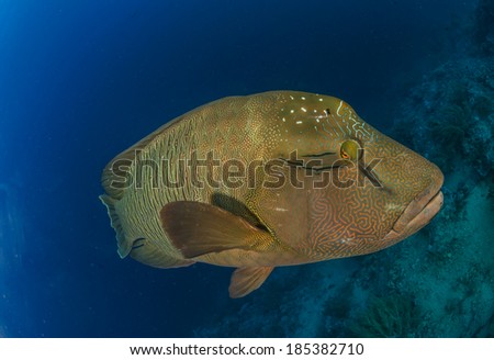 Close-up of a Napoleon Wrasse