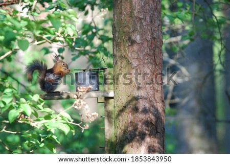 Brown squirrel feeding from a box on a tree