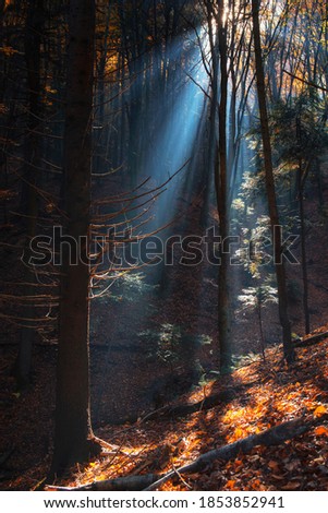 beautiful sunrise whit fog in the autumn forest, fall landscape