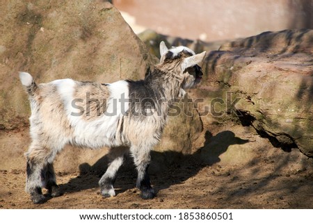 
goat child on rocks in zoo