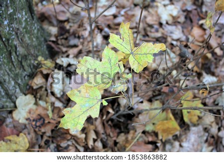 Yellow maple leaves hang on a branch in the woods on a cold autumn day
