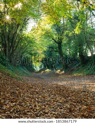 Pretty tree tunnel in autumn with afternoon sunburst