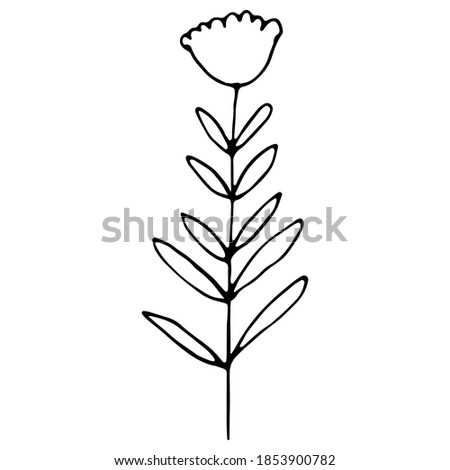 Hand drawn tulip flower isolated on white