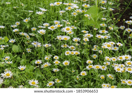 a large number of beautiful daisies on the background of green grass
