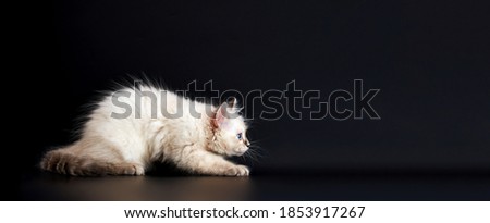 Funny Kitten with bright blue eyes on a black background. Small fluffy kitten of the Neva masquerade cat subspecies of the Siberian cat