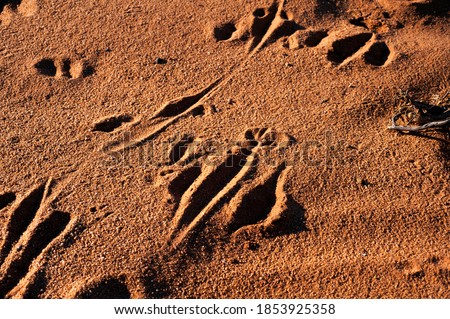 Kangaroo tracks in sand, seen just after dawn, these are what a Australian Aboriginal would follow to hunt. 
Animal tracks in red sand. Royalty-Free Stock Photo #1853925358