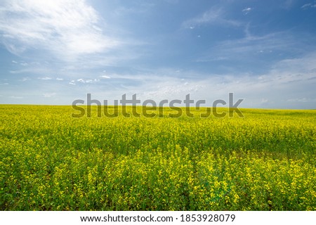 Yellow field. Rapeseed is the third largest source of vegetable oil and the second largest source of protein flour in the world.
