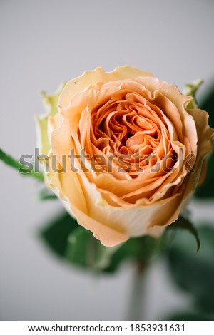 Beautiful single tender orange rose flower on the grey wall background, close up view