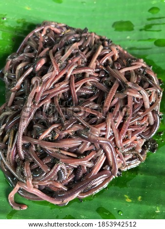 This picture is Lumbricina as scientific name and Red worm as common name. This Species is African Night Crawler or AF .