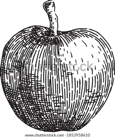Black and white crosshatch vector illustration of an apple. No background Royalty-Free Stock Photo #1853958610