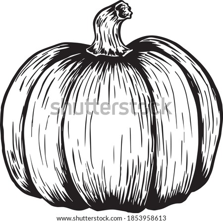 Black and white crosshatch vector illustration of a pumpkin. No background. Royalty-Free Stock Photo #1853958613