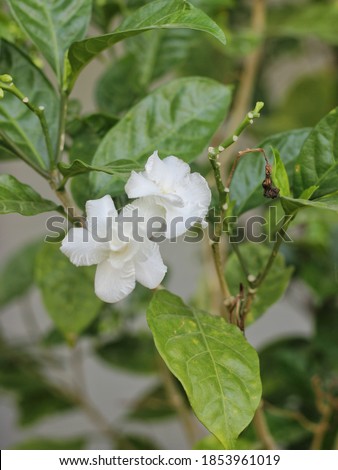 Bunga Mondokaki or Bunga Wari or Crepe Jasmine flower on the plant. Tabernaemontana divaricata image. Selective focus