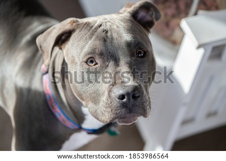 close up picture of a female pitbull puppy