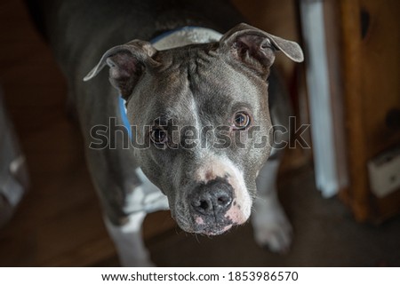 close up picture of a mature pitbull male dog