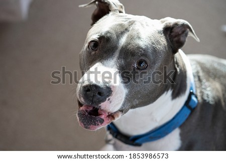 pitbull terrier is barking at you in a close up picture