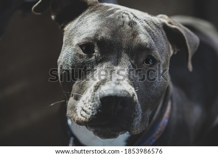 close up picture of a female pitbull puppy