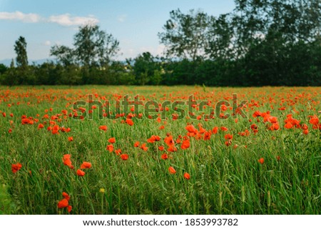 Poppy field on a bright sunny summer day