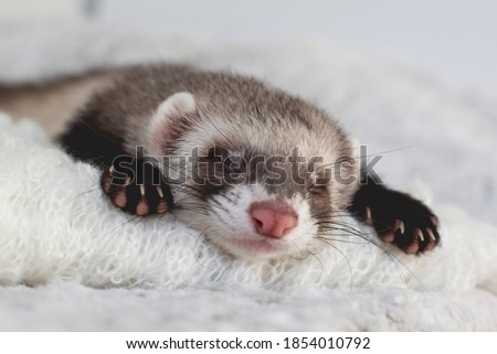 The cute ferret is sleeping  Royalty-Free Stock Photo #1854010792