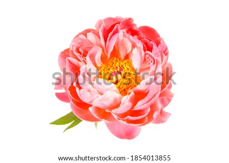 a macro closeup of a beautiful pink coral peony or paeony Paeonia rose flower isolated on white Royalty-Free Stock Photo #1854013855