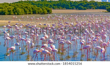
Colorful flock of pink flamingos in wild nature near the city. Pink and black wings. Birds in shallow river. Ras Al Khor sanctuary.