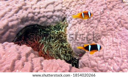 Awesome photos at islands dive site in DAHAB