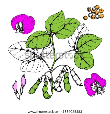  Soybean sketch vector illustration. Plants with Bob and leaves. Botanical Herb Graphic. Vegetarian and healthy food in Vintage style for printing, packaging, menu, fabric.