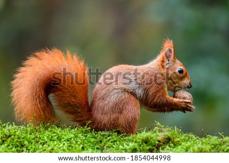 A red squirrel eating a nut on a moss trunk Royalty-Free Stock Photo #1854044998