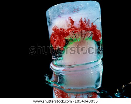 a delicate red flower frozen in ice symbolizes the approach of the New Year holiday