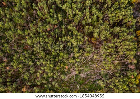 Aerial view of the forest dieback caused by drought and storms in the German mixed forest