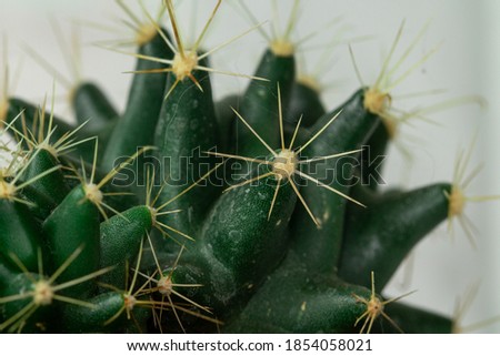Close up of green cactus, cacti, prickly, macro photography