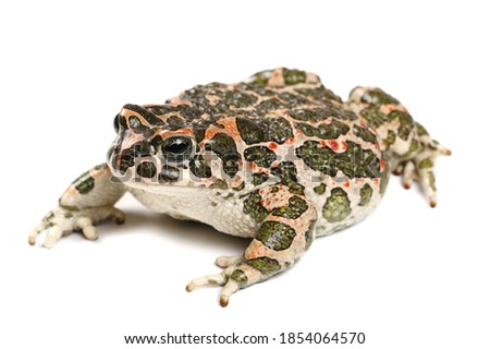 European green toad, Bufo viridis isolated on white background