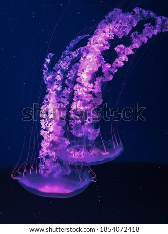 jellyfish in aquarium in Kyiv